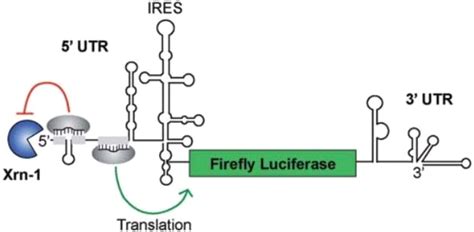 Schematic Representation Of The Hepatitis C Virus Luciferase Reporter