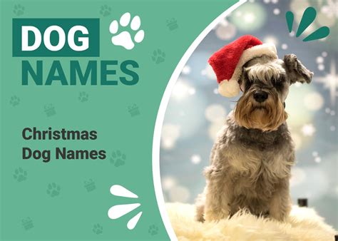 200+ Incredible and Festive Christmas Names for Dogs – Dogster