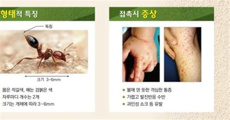 살인 개미 붉은 독개미 확산 공포물렸을 때의 조치 방법은