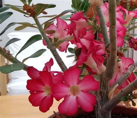 The COMPLETE Guide For Growing Desert Roses Adenium Obesum