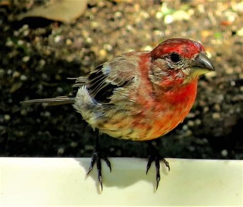 Male House Finch Photograph By Linda Stern Fine Art America