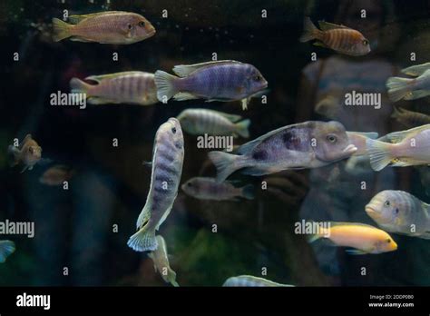 Mbuna Cichlids Hi Res Stock Photography And Images Alamy