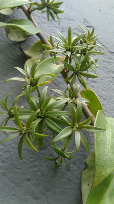 How To Grow Pereskia Aculeata Earthone