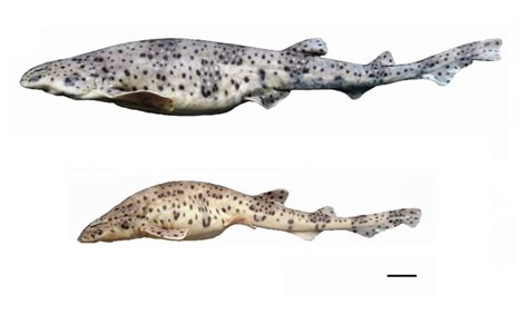 NEW CATSHARK SPECIES FOUND IN RIO DE JANEIRO... - Marine Science in a Drop