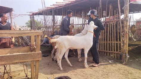 Desi Sahiwal Chatre Qurbani 2023 Bakra Mandi Shahpur Makhi Chena