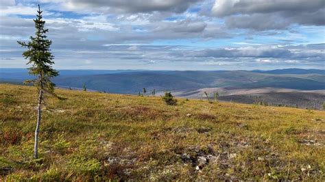 Los científicos de la NASA encuentran que la vegetación de la tundra