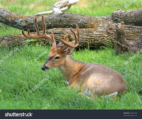 Buck Deer Velvet Shedding Summer Coat Stock Photo 28047739 - Shutterstock