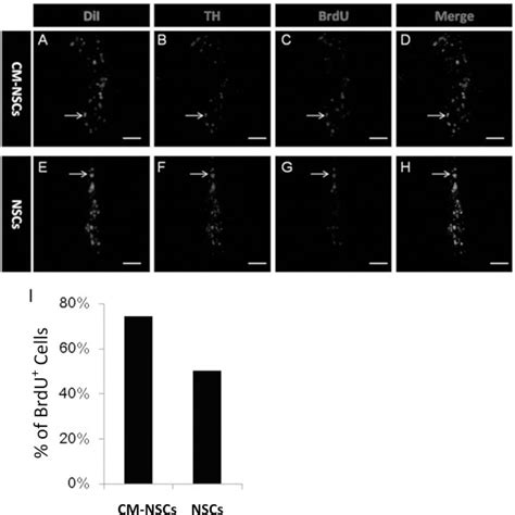 Combined Msc Secreted Factors And Neural Stem Cell Transplantation