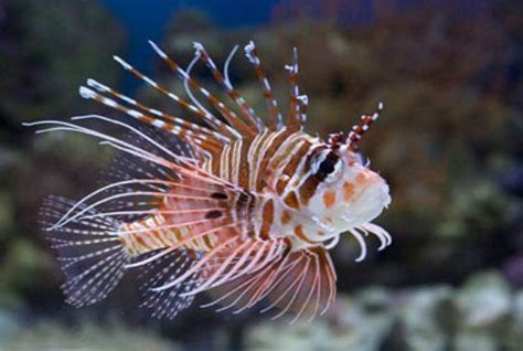 Spotfin Lionfish Alchetron The Free Social Encyclopedia