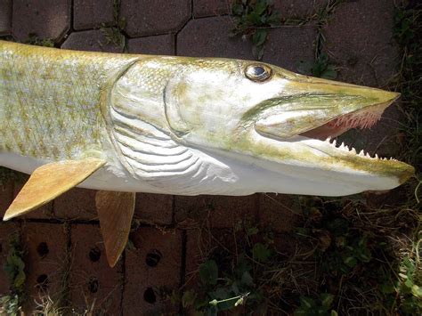 CHARLES WEISS ART LARGE WOOD CARVED MUSKIE In PROGRESS