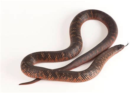 Colletts Snake Pseudechis Colletti Joel Sartore