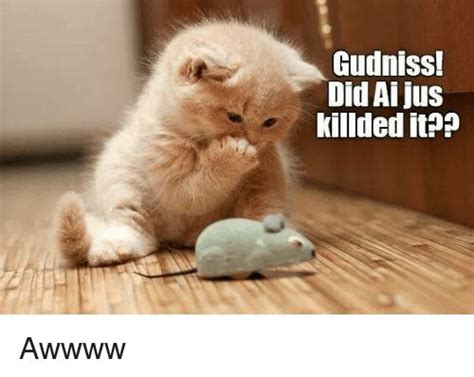 Image Result For Aw Meme Kittens Cutest Adorable Kittens Funny