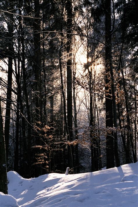 Fotos gratis árbol naturaleza bosque rama nieve frío invierno