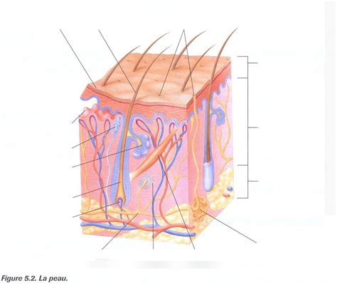 Schéma La peau Diagram Quizlet