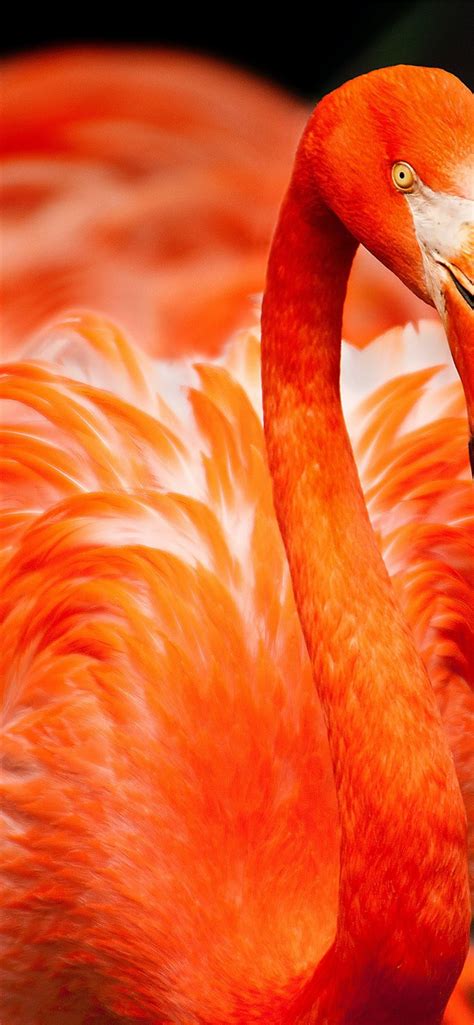 closeup photo of orange bird iPhone 11 Wallpapers Free Download