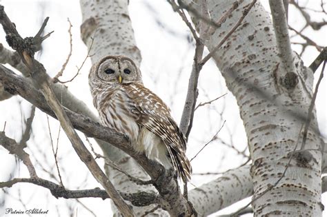 Chouette Ray E Barred Owl Patrice Allibert Flickr