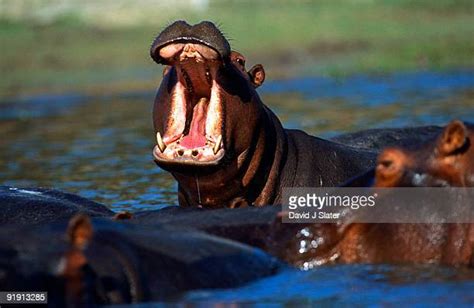 67 Hippo Roar Stock Photos, High-Res Pictures, and Images - Getty Images