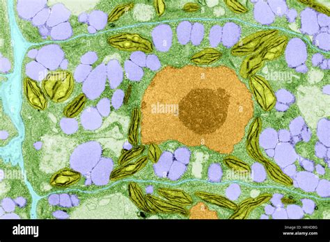 Plant Cell Tem Stock Photo Alamy