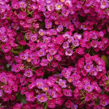 Aliso De Mar Semillas Lobularia Maritima Alyssum Clear Crystal