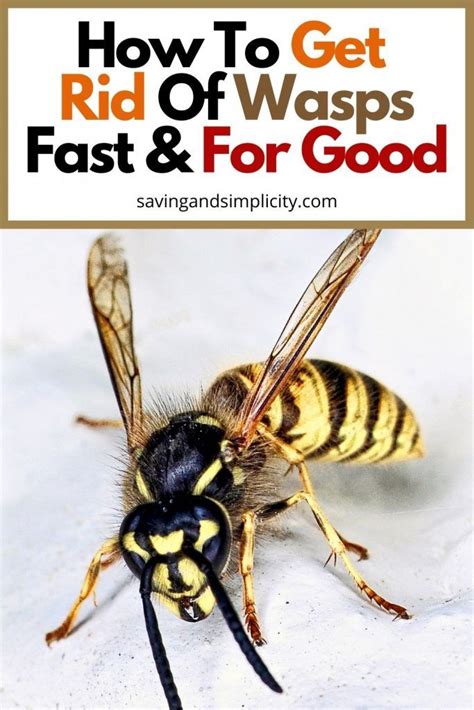 How To Get Rid Of Wasps Artofit