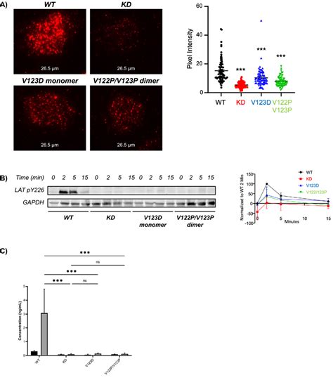 Effects Of Monomer Dimer Disruption On Cellular Function In