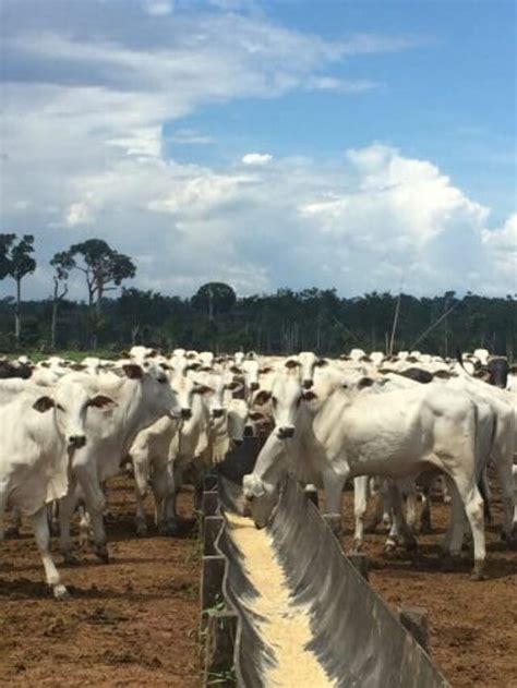 Rotina De Inspeção Do Cocho De Gado De Corte Rehagro Blog