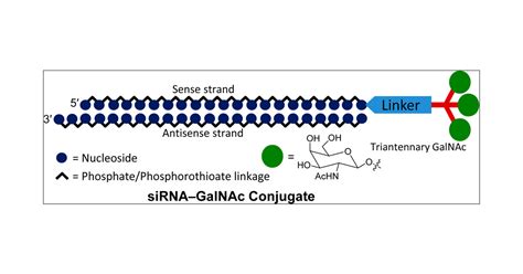 Multivalent N Acetylgalactosamine Conjugated Sirna Localizes In