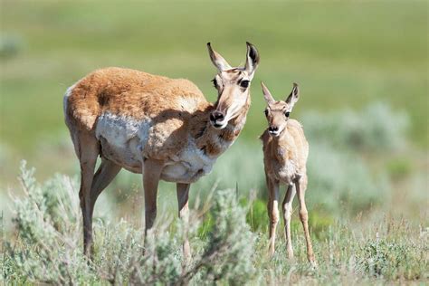 Yellowstone National Park, Female Photograph by Ellen Goff - Pixels