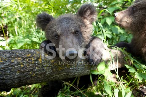 Brown Bear Stock Photo Royalty Free Freeimages