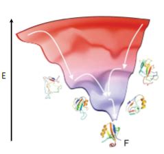 Protein Structure Protein Folding Flashcards Quizlet