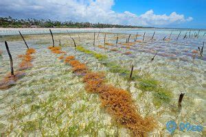 7 Cara Budidaya Rumput Laut Bisa Untung Sampai Miliaran