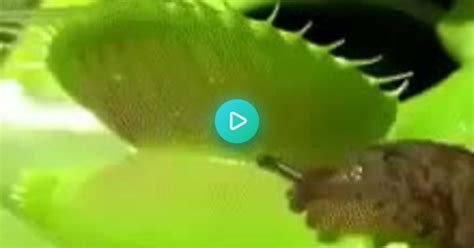 Venus Flytrap Vs Slug Album On Imgur