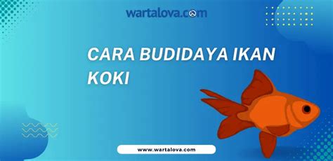 Cara Budidaya Ikan Koki Yang Mudah Dan Efektif