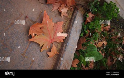 orange maple leaf fall leaf stock photo alamy