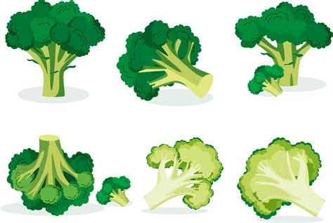 Broccoli Vegetable Euclidean Vector Illustration Vegetable 3333x3333 Png Clipart Download