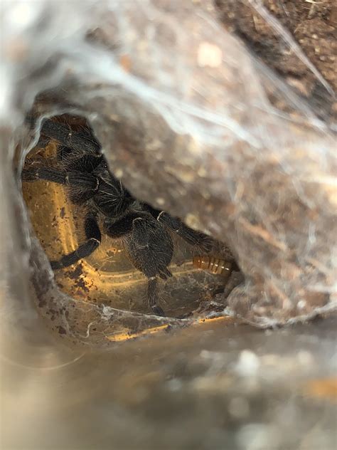 Pterinochilus Chordatus Female Rtarantulas