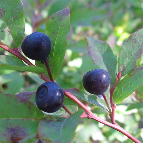 Huckleberry Elise Krohn Wild Foods And Medicines