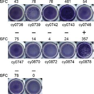 Variants of the ZTTK syndrome reported in literatures to date. Red... | Download Scientific Diagram