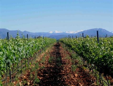 Enoturismo en España Ideas para hacer enoturismo en rutas de vino