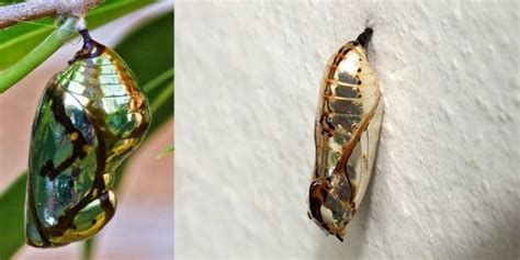 The Shiny Cocoons Of An Exotic Butterfly Resembling Gold Jewels