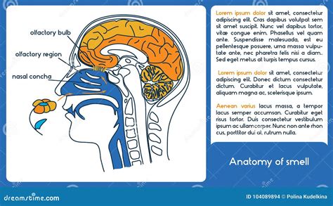 Olfactory Bulb