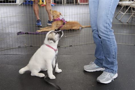 Puppy Playtime | Oregon Humane