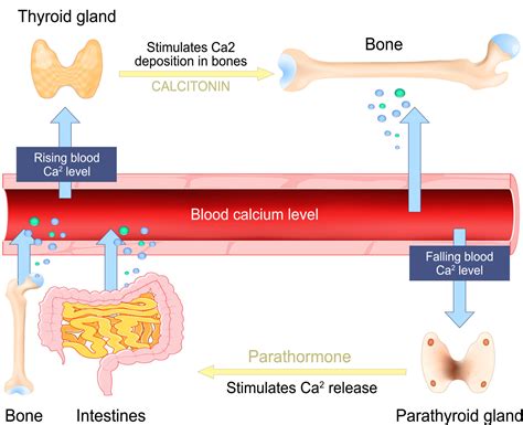 Calcium's Role In Hair Loss? It's Complicated. - 2020 Research Review