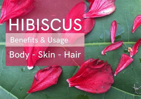 Powerful Benefits Of Hibiscus Powder And Uses Snaana