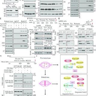 RanGTP and importin β antagonistically regulate the binding of Ubr5 to