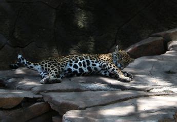 Zoológico de León recibirá a felinos maltratados en santuario de CdMx