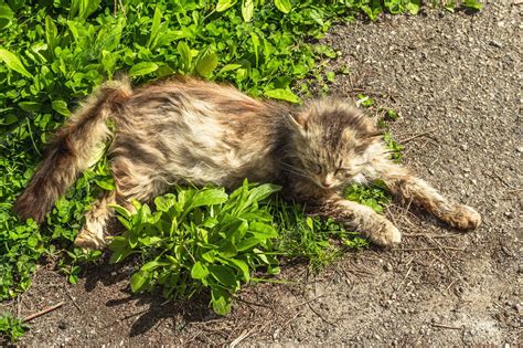 Premium Photo The Cat Is Lying On The Street The Pregnant Cat Poses For The Photographer On