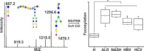 Quantitative Analysis Of Sex Hormone Binding Globulin Glycosylation In