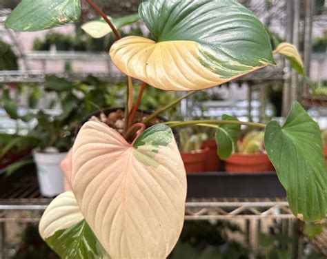 Variegated Pink Homalomena Rubescens Etsy