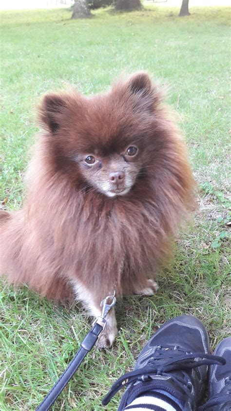 Pomeranian Brown Dog - Pets Lovers